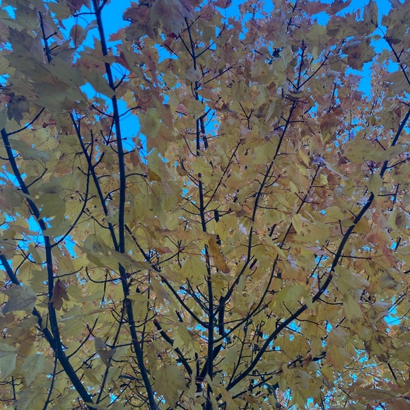 Meet your Posher, Arvand - Picture 1 of 1